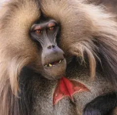 에티오피아 시미엔 산맥의 야생 수컷 겔라다개코원숭이