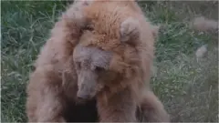 ریچھ