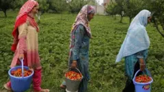 महिलाएं