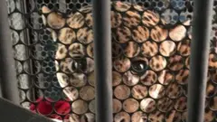 Onça-pintada conhecida como Ousado