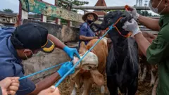 Penyakit mulut dan kuku
