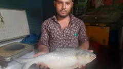 তিন কেজি ওজনের ইলিশ হাতে একজন মাছ ব্যবসায়ী। 