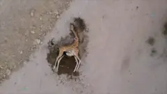 జిరాఫీ