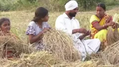 चावल
