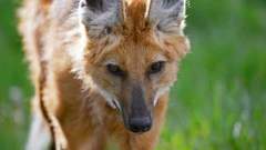 Lobo-guará