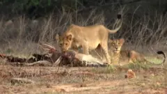 సింహాలు