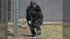 chimp
