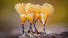 Mohos deslizantes amarillos con un material esponjoso que brota de sus cabezas