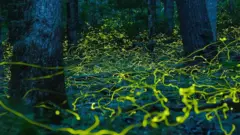  Ліс світлячків США