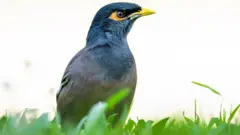 طائر مينا هندي يقف على عشب أخضر