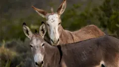 గాడిదలు