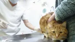 Кот в московской клинике