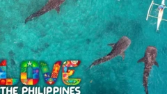 دریایی شفاف با سه کوسه 