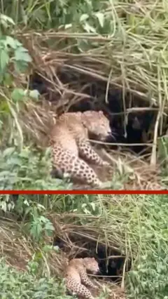මන්දකට හසු වී සිටි කඳුකර කොටියෙකු මුදා ගැනේ