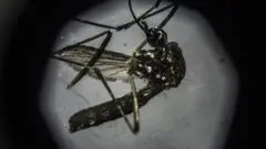 Mosquito