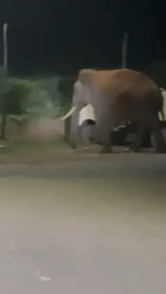 காட்டுயானை