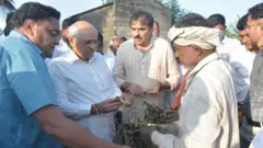 બીબીસી ગુજરાતી, મગફળી, કપાસ, જીરું, ખેતીને નુકસાન, ભૂપેન્દ્ર પટેલ, ગુજરાતની ખેતી, રાજકોટ, જૂનાગઢ, ગીર સોમનાથ, બનાસકાંઠા