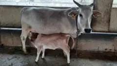 ఈ జాతి అంతరించిపోయే ప్రమాదంలో పడింది