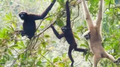 খাবারের জন্যও বিভিন্ন গাছের ফলমূল, ফুল, কচি পাতা খেয়ে থাকে। এছাড়া পাখির ডিম ও ছোট আকারের পোকামাকড়ও খেয়ে থাকে।
