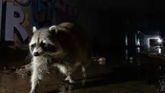 wildlife