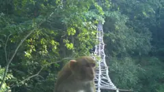 जङ्गली जनावर
