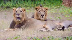 એશિયાઈ સિંહ, ગીરનું જંગલ, જય-વીરુની જોડી, ગુજરાત, બીબીસી ગુજરાતી, ગુજરાતના સિંહ, ગીર જંગલ