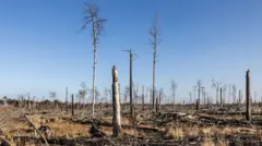 Floresta destruída por fogo na Alemanha