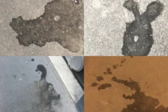 'O Lobo', 'O Coelho', 'O ganso' e 'O crocodilo', fotos tiradas por Edwart Vignot nas ruas de Paris