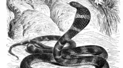 सांकेतिक तस्वीर