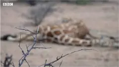 Twiga alkiwa amekufa