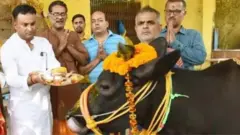 ગાય