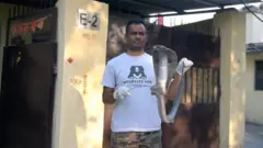  நாகப்பாம்பை மீட்கும் வனவிலங்கு குழு.