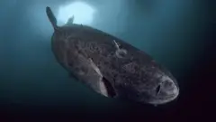 Tiburón de Groenlandia nadando en aguas oscuras bajo una abertura iluminada en el hielo.