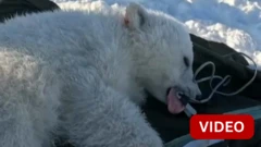 பனிக்கரடி உடலில் புற்றுநோய் ரசாயனம் - விளைவுகள் என்ன?