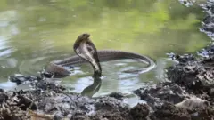 এমন সাপেরও দেখা মিলছে বোয়ালখালীর গ্রামে। তবে এ ছবিটি সেখানকার নয়।