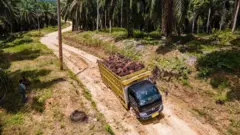 Sebuah truk melintasi perkebunan sawit di Aceh, pada 23 September 2025.