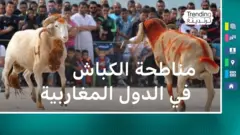  مناطحة الكباش ظاهرة اجتماعية تتميز بها دول المغرب العربي قبل عيد الأضحى المبارك 
