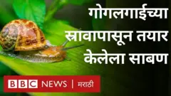 फ्रान्समध्ये गोगलगाईच्या अंगावर असलेल्या स्रावापासून साबण तयार केला जात आहे.