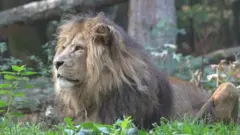شیر