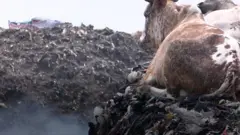 Последствия "быстрой моды"