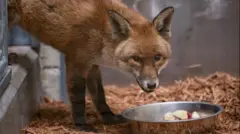 Фотография, предоставленная зоопарком Бронкса. На ней виден самец рыжей лисы, который переплыл через Атлантику