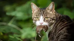 การแข่งขันให้เด็กไล่ล่าและฆ่าแมวจรจัด ถูกยกเลิก