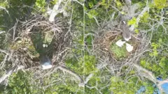 gnezdo morskog orla iznad autoputa 