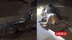 మొసలి, గుజరాత్