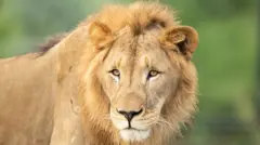 File photo of lion