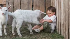 Menino pequeno sentado chorando frente a dois carneiros, um deles muito próximo
