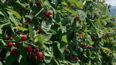 Maline