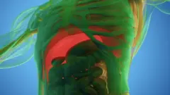 ሰው የውስጥ አካል