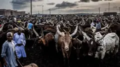 Ndị Fulani ọchịehi