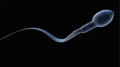 শুক্রাণু